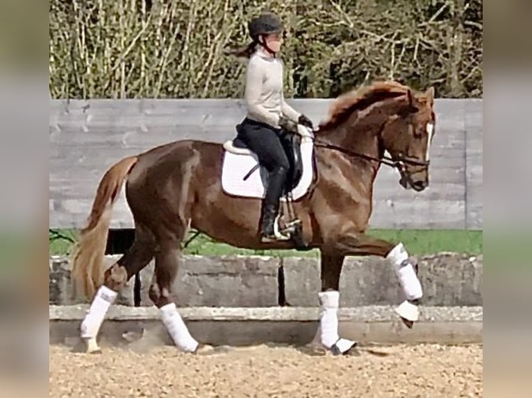 Trakehner Merrie 5 Jaar 168 cm Donkere-vos in Sauerlach