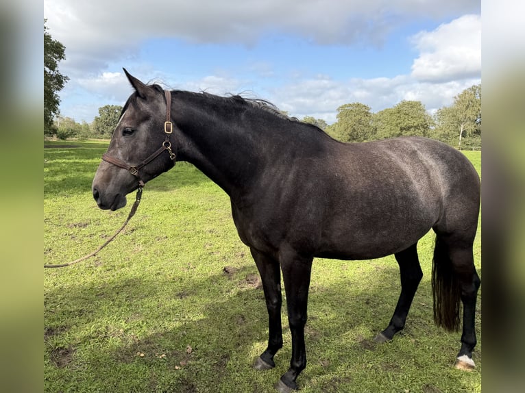 Trakehner Merrie 5 Jaar 168 cm  in Oldenburg