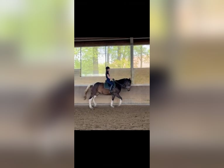 Trakehner Mix Merrie 5 Jaar 168 cm Gevlekt-paard in Harsewinkel