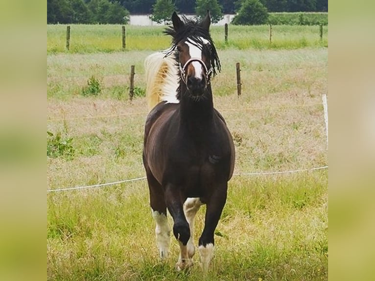 Trakehner Mix Merrie 5 Jaar 168 cm Gevlekt-paard in Harsewinkel