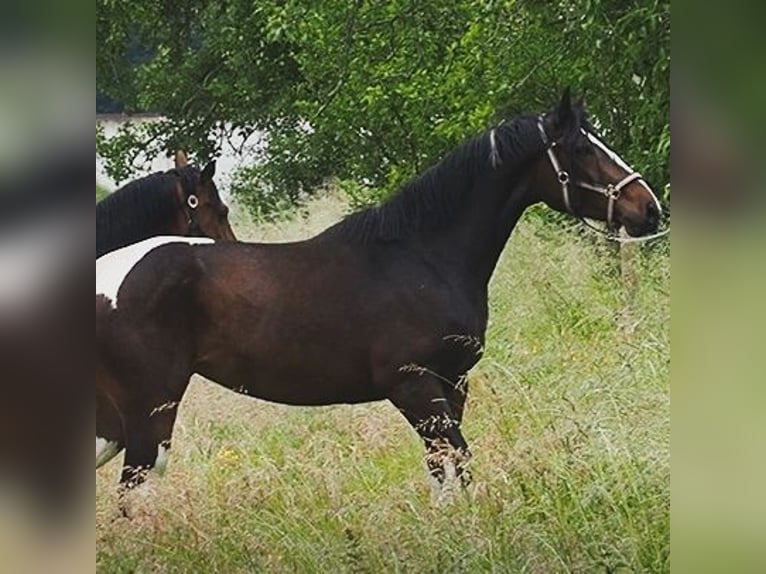 Trakehner Mix Merrie 5 Jaar 168 cm Gevlekt-paard in Harsewinkel