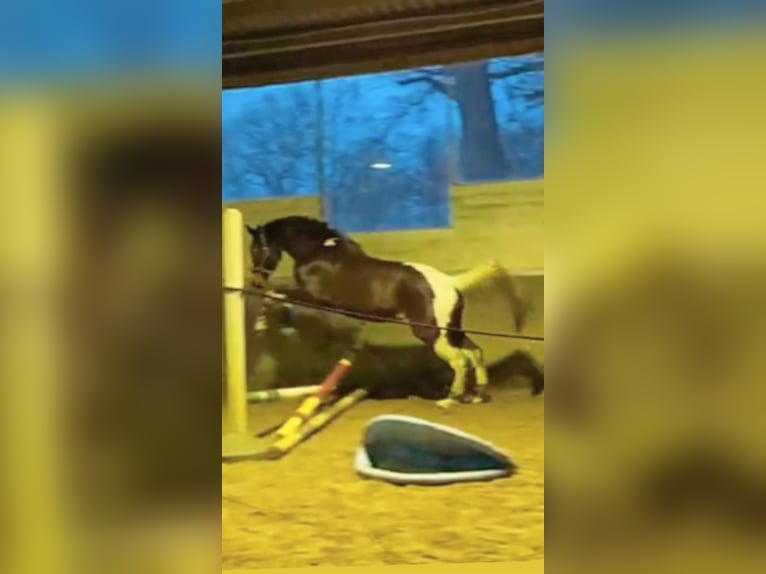 Trakehner Mix Merrie 5 Jaar 168 cm Gevlekt-paard in Harsewinkel