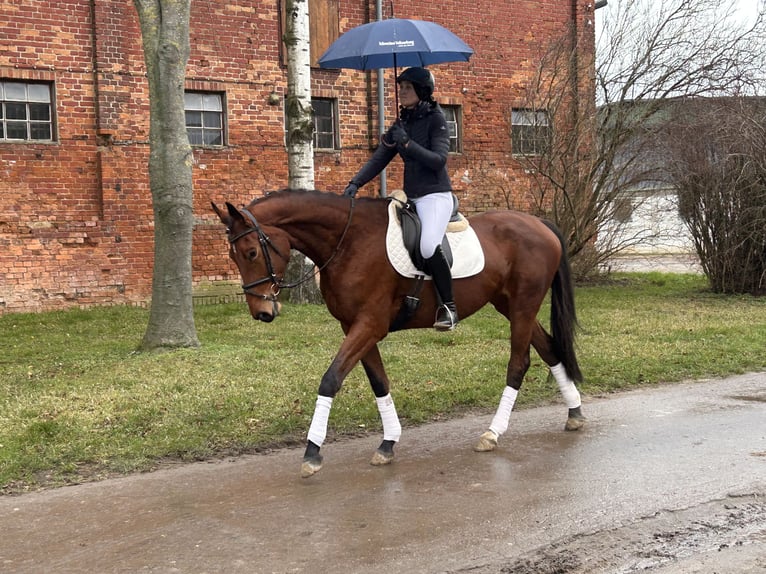 Trakehner Merrie 5 Jaar 169 cm Bruin in Ganschow