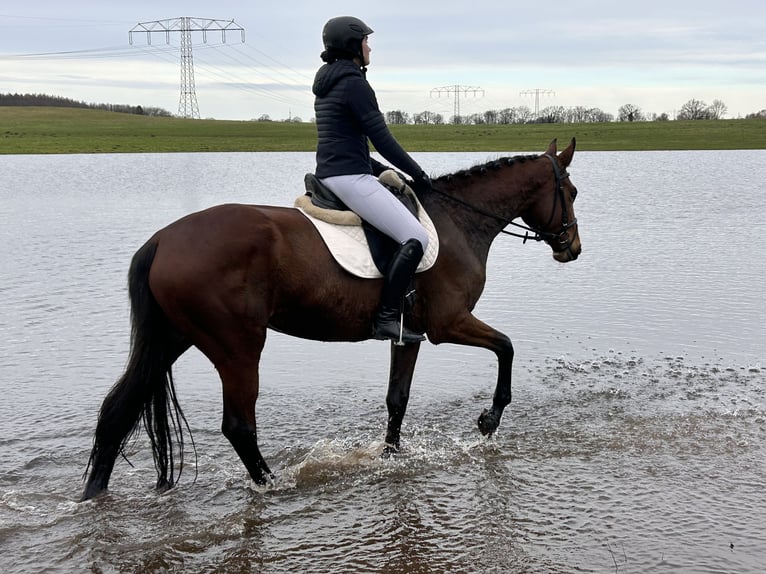 Trakehner Merrie 5 Jaar 169 cm Bruin in Ganschow