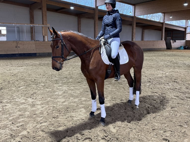 Trakehner Merrie 5 Jaar 169 cm Bruin in Ganschow