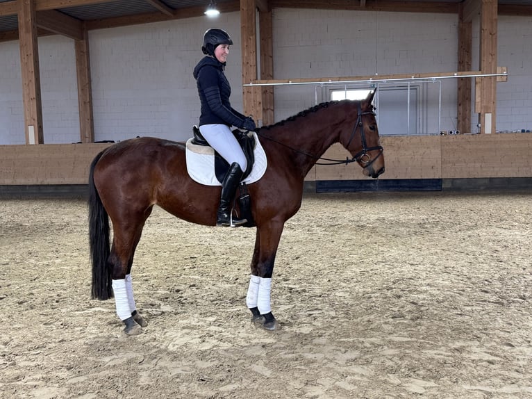 Trakehner Merrie 5 Jaar 169 cm Bruin in Ganschow