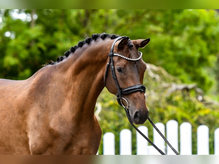 Trakehner Merrie 5 Jaar 170 cm Donkerbruin in Freienwill