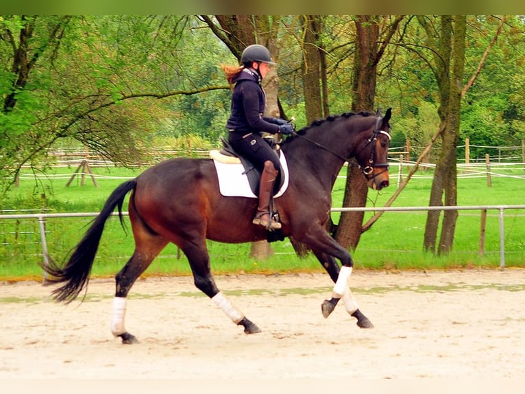 Trakehner Merrie 5 Jaar 170 cm Donkerbruin in Emmerthal