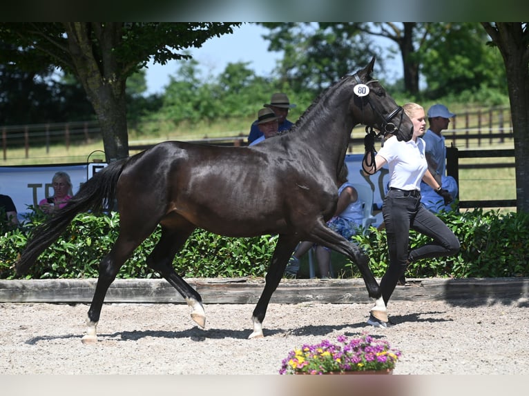 Trakehner Merrie 5 Jaar 170 cm Donkerbruin in Haltern am See