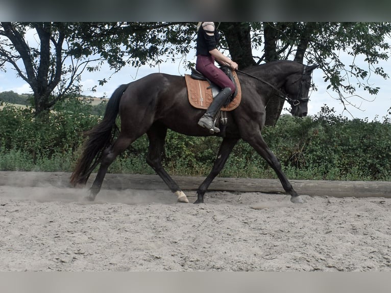 Trakehner Merrie 5 Jaar 170 cm Zwart in Stipshausen