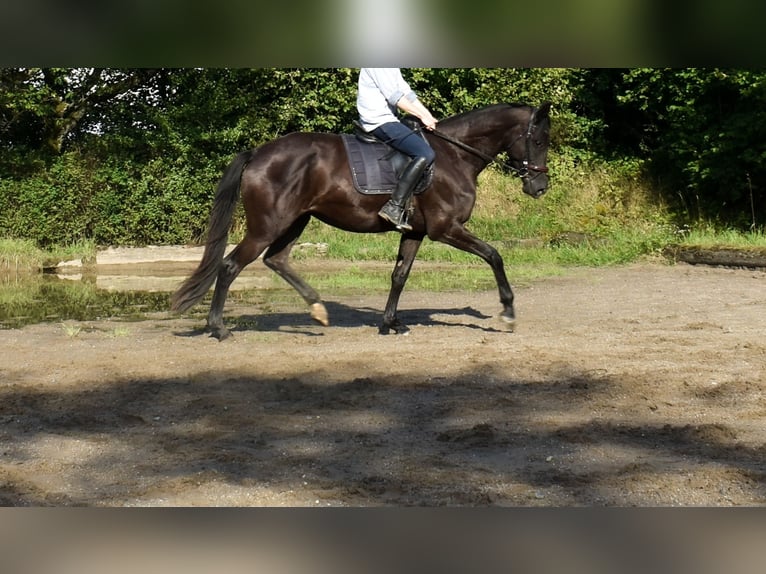 Trakehner Merrie 5 Jaar 170 cm Zwart in Stipshausen