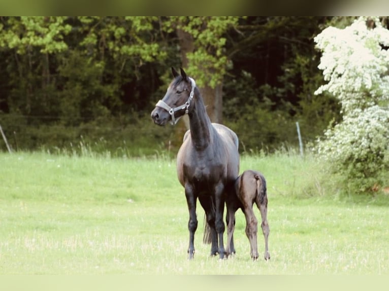 Trakehner Merrie 5 Jaar 170 cm Zwart in Aerzen