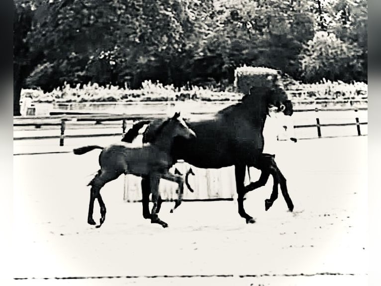 Trakehner Merrie 5 Jaar 170 cm Zwart in Aerzen