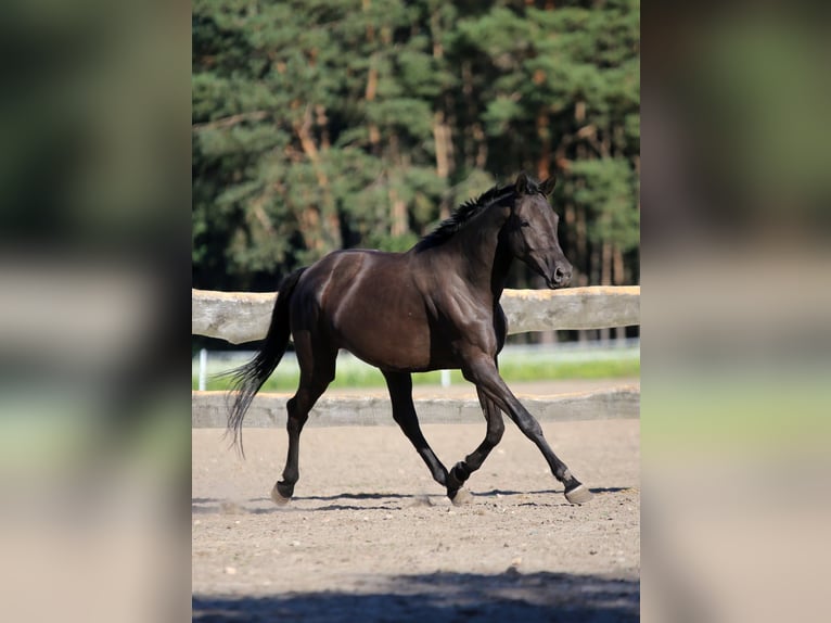 Trakehner Merrie 5 Jaar 170 cm Zwart in Karnk&#xF3;w