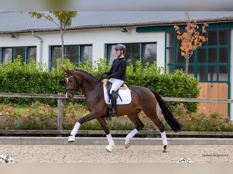 Trakehner Merrie 5 Jaar 171 cm Bruin in Kiel