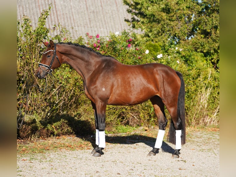Trakehner Merrie 5 Jaar 171 cm Donkerbruin in Hohenfelde