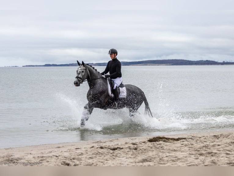 Trakehner Merrie 5 Jaar 171 cm Schimmel in Neumünster