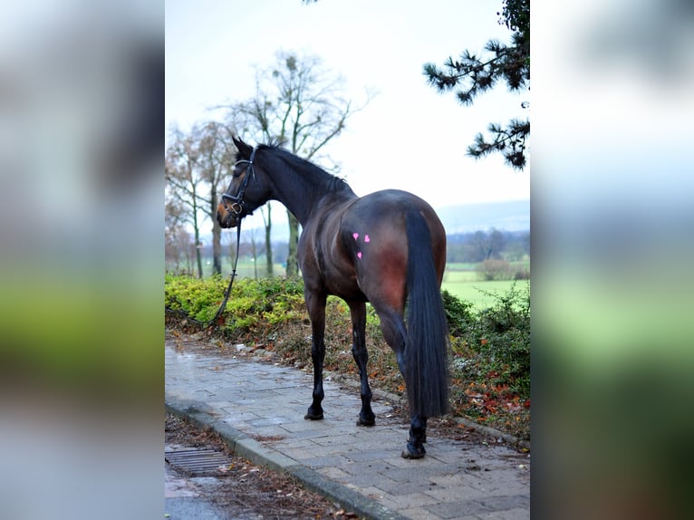 Trakehner Merrie 5 Jaar 172 cm Donkerbruin in Emmerthal