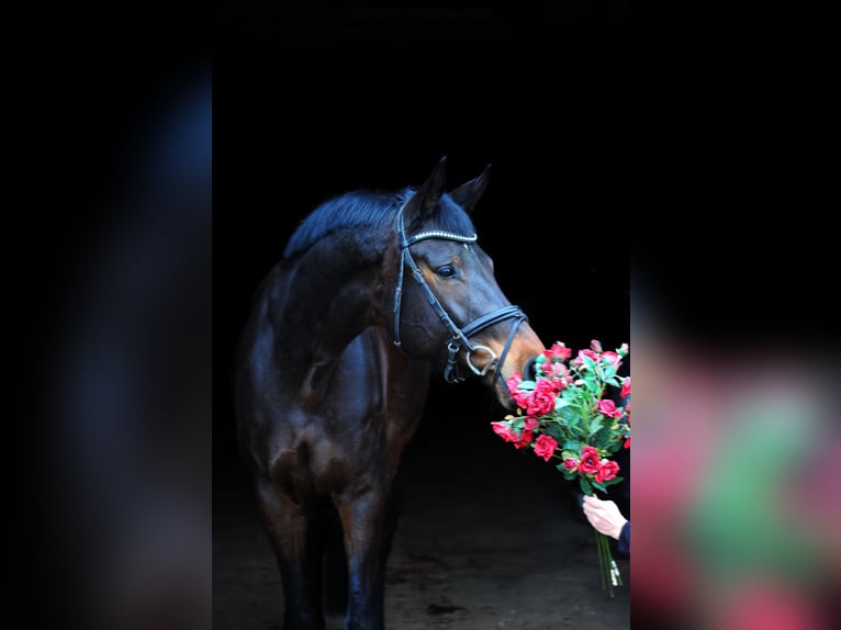 Trakehner Merrie 5 Jaar 172 cm Donkerbruin in Emmerthal