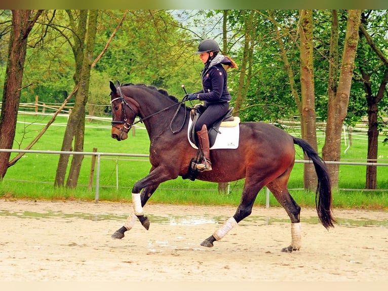 Trakehner Merrie 5 Jaar 172 cm Donkerbruin in Emmerthal