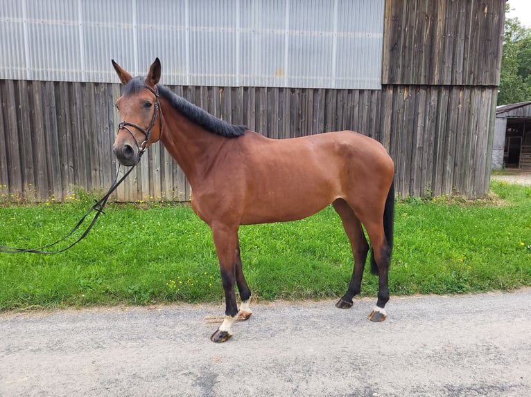 Trakehner Merrie 5 Jaar 178 cm Bruin in Großostheim