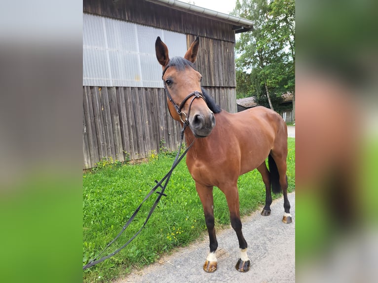 Trakehner Merrie 5 Jaar 178 cm Bruin in Großostheim