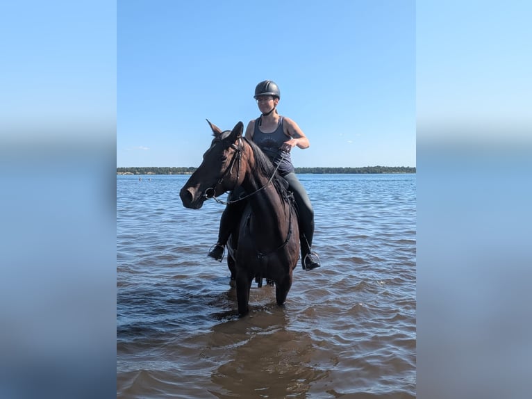 Trakehner Merrie 5 Jaar Bruin in Pirna