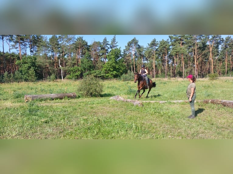 Trakehner Merrie 5 Jaar Bruin in Pirna