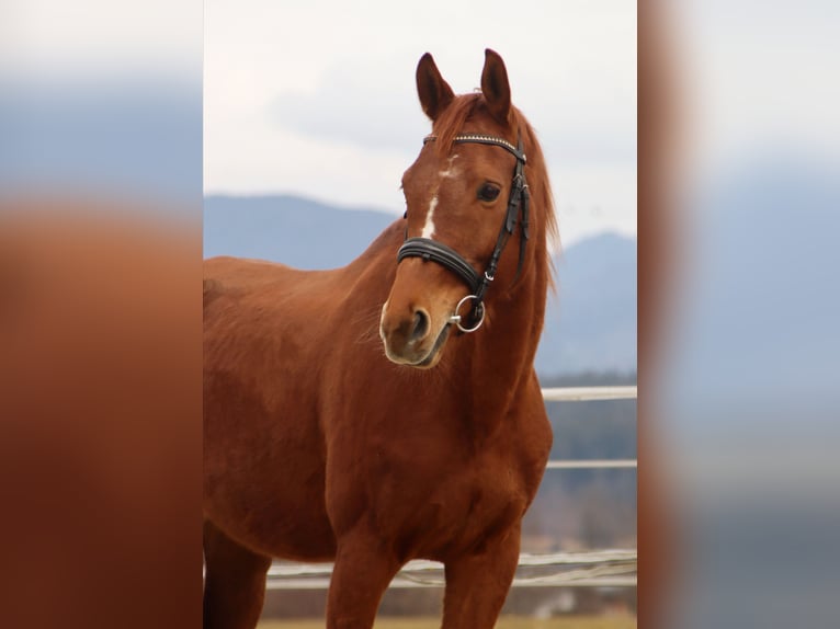 Trakehner Merrie 6 Jaar 160 cm Vos in Kirchbichl