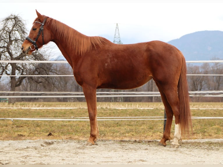 Trakehner Merrie 6 Jaar 160 cm Vos in Kirchbichl