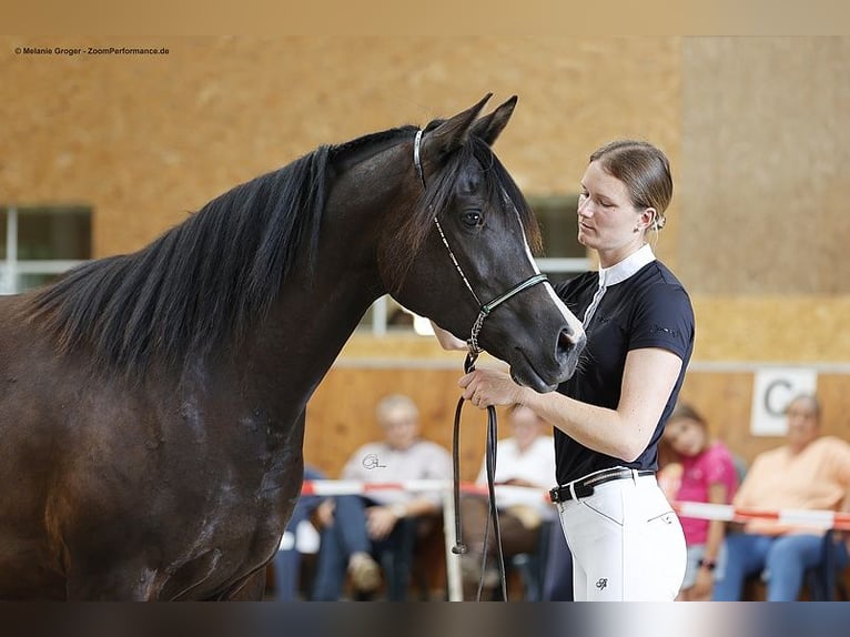 Trakehner Merrie 6 Jaar 160 cm Zwartbruin in Bad Oldesloe