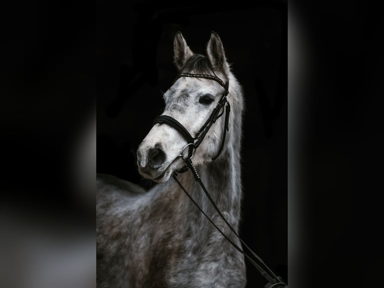 Trakehner Merrie 6 Jaar 161 cm Appelschimmel in Sperenberg