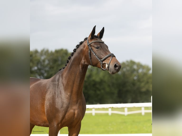 Trakehner Merrie 6 Jaar 162 cm Bruin in Winsen