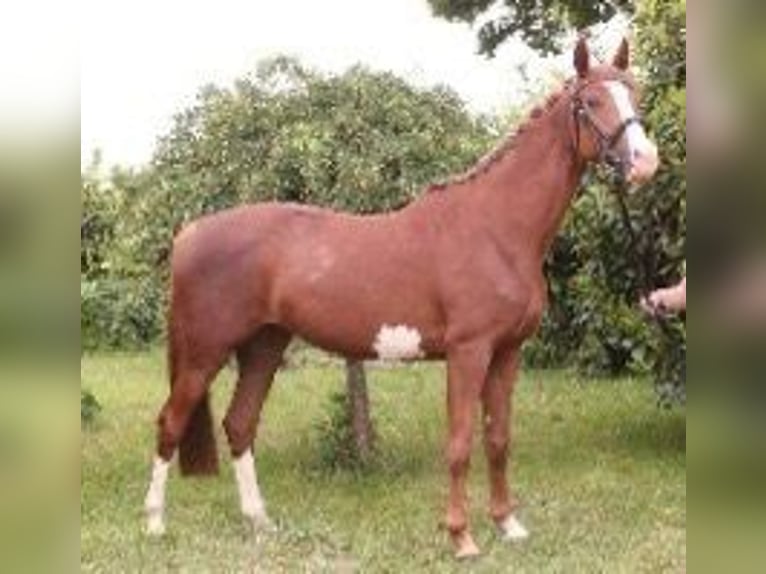 Trakehner Merrie 6 Jaar 162 cm Vos in Kirchheilingen