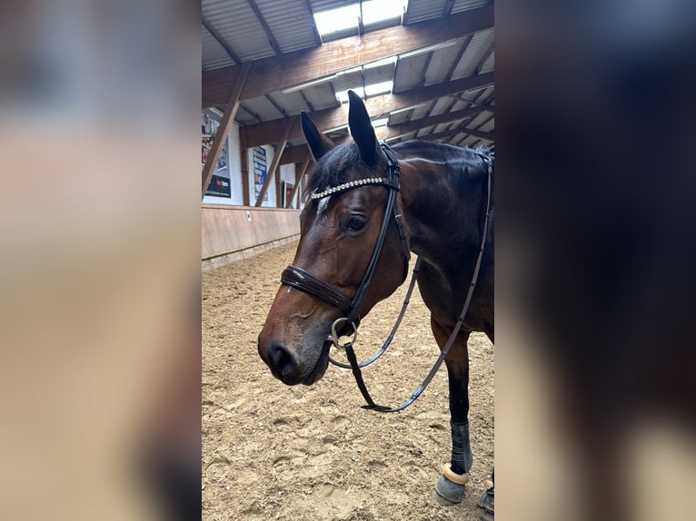 Trakehner Mix Merrie 6 Jaar 163 cm Bruin in Hameln