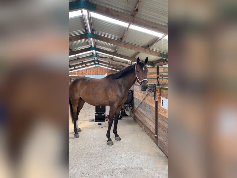 Trakehner Mix Merrie 6 Jaar 163 cm Bruin in Hameln