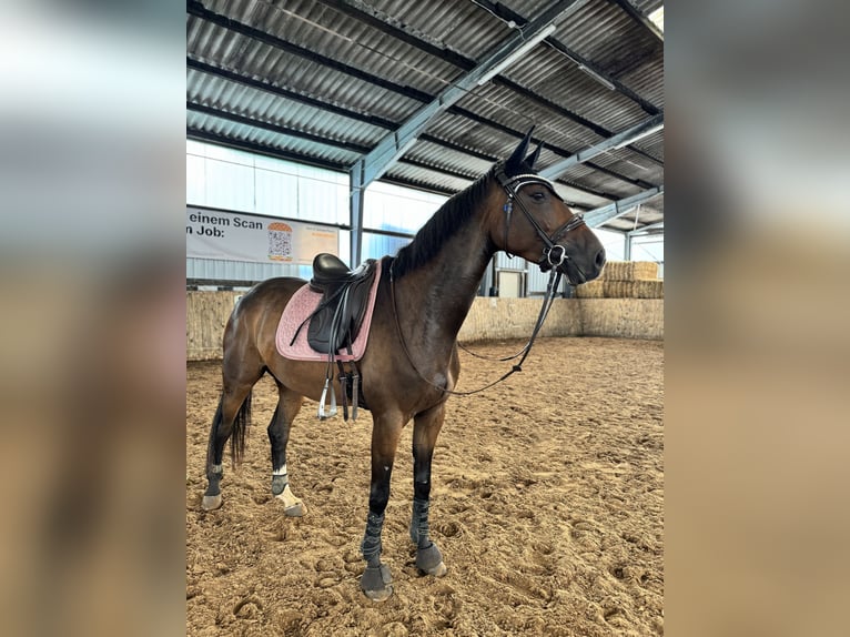 Trakehner Mix Merrie 6 Jaar 163 cm Bruin in Hameln