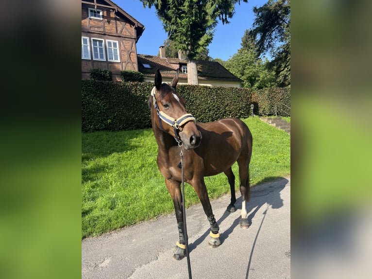 Trakehner Mix Merrie 6 Jaar 163 cm Bruin in Hameln