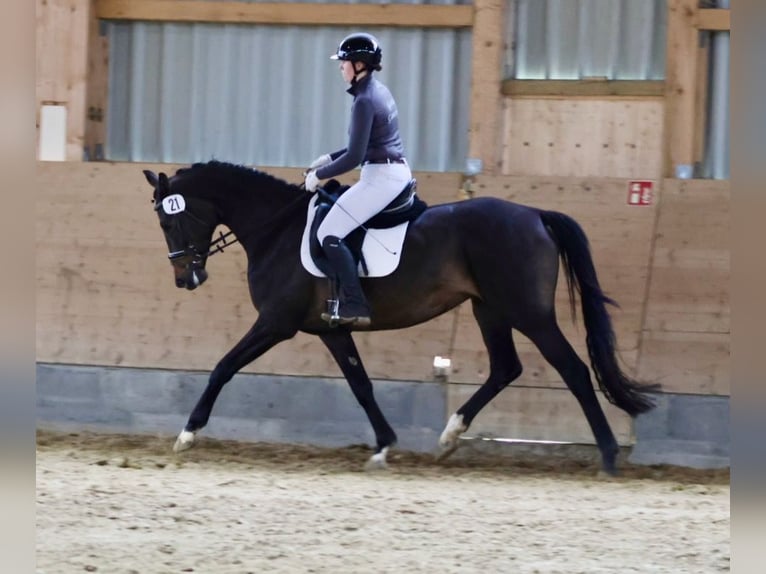 Trakehner Merrie 6 Jaar 163 cm Bruin in NeritzBad Oldesloe