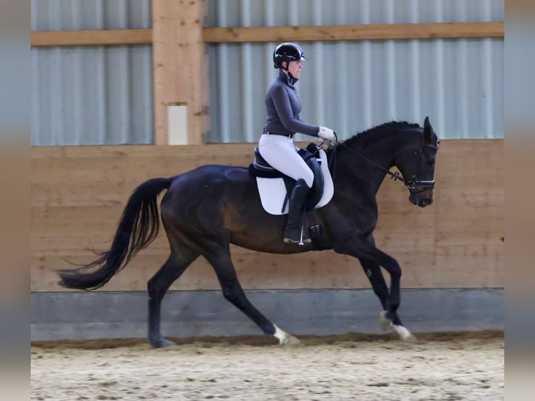 Trakehner Merrie 6 Jaar 163 cm Bruin in NeritzBad Oldesloe