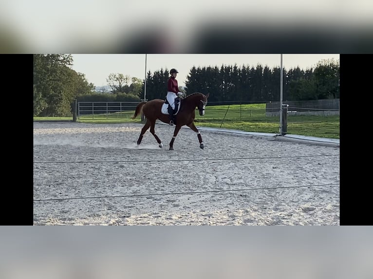 Trakehner Merrie 6 Jaar 163 cm Vos in Winklpoint