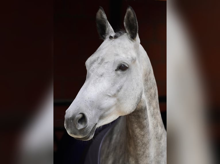 Trakehner Merrie 6 Jaar 165 cm Appelschimmel in Bodenfelde