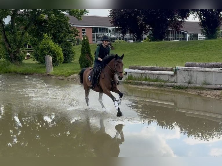 Trakehner Merrie 6 Jaar 165 cm Bruin in Heiligenhaus