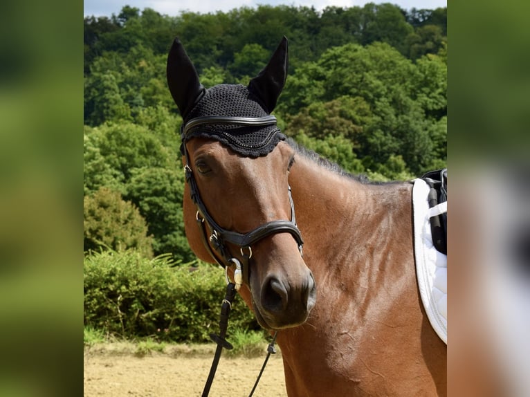 Trakehner Merrie 6 Jaar 165 cm Bruin in Heiligenhaus