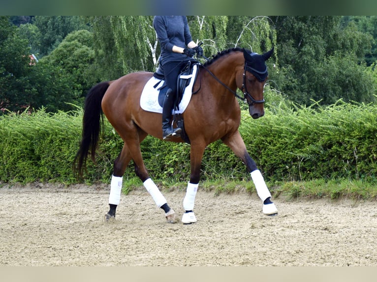 Trakehner Merrie 6 Jaar 165 cm Bruin in Heiligenhaus