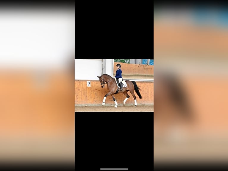 Trakehner Merrie 6 Jaar 165 cm Bruin in Bidenfelde