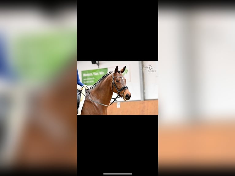 Trakehner Merrie 6 Jaar 165 cm Bruin in Bidenfelde