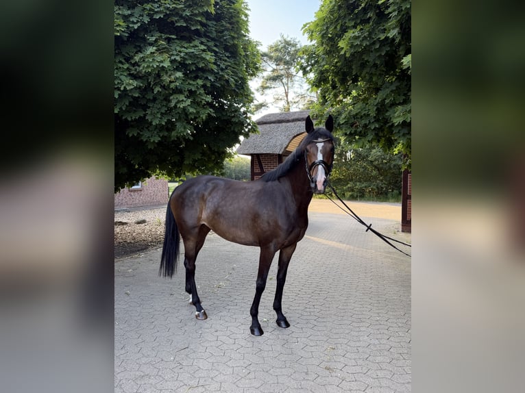 Trakehner Merrie 6 Jaar 165 cm Donkerbruin in Schneverdingen