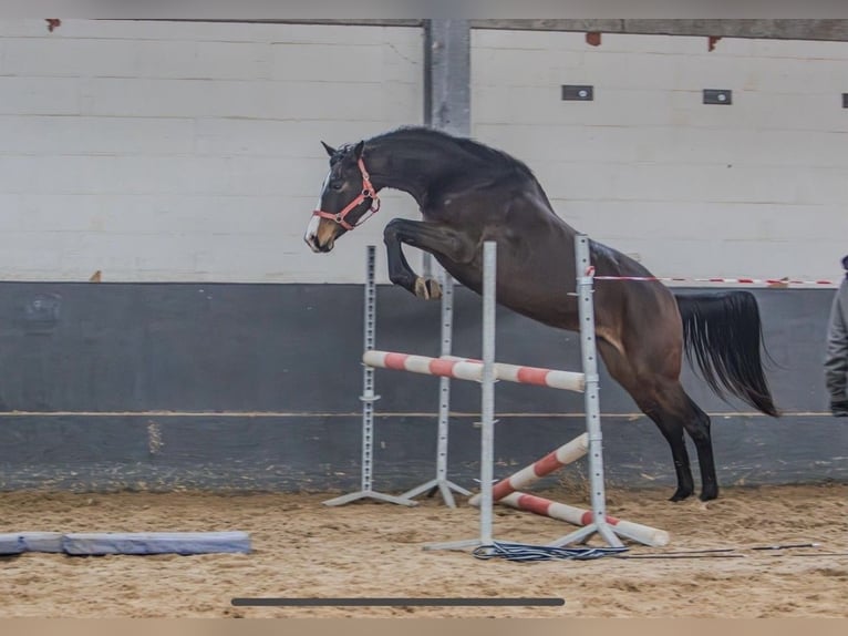 Trakehner Merrie 6 Jaar 165 cm Donkerbruin in Schneverdingen