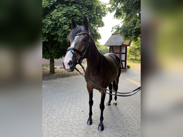 Trakehner Merrie 6 Jaar 165 cm Donkerbruin in Schneverdingen